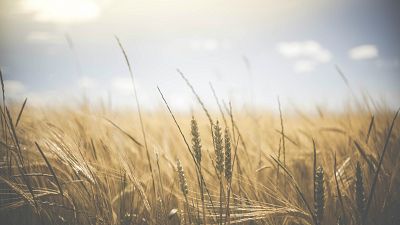  Paisaje de verano - Saint-Saens y �ngel A. Mu�oz - 18/09/17 - escuchar ahora