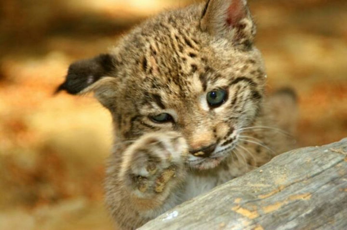 Resultado de imagen de CACHORRO DE LINCE