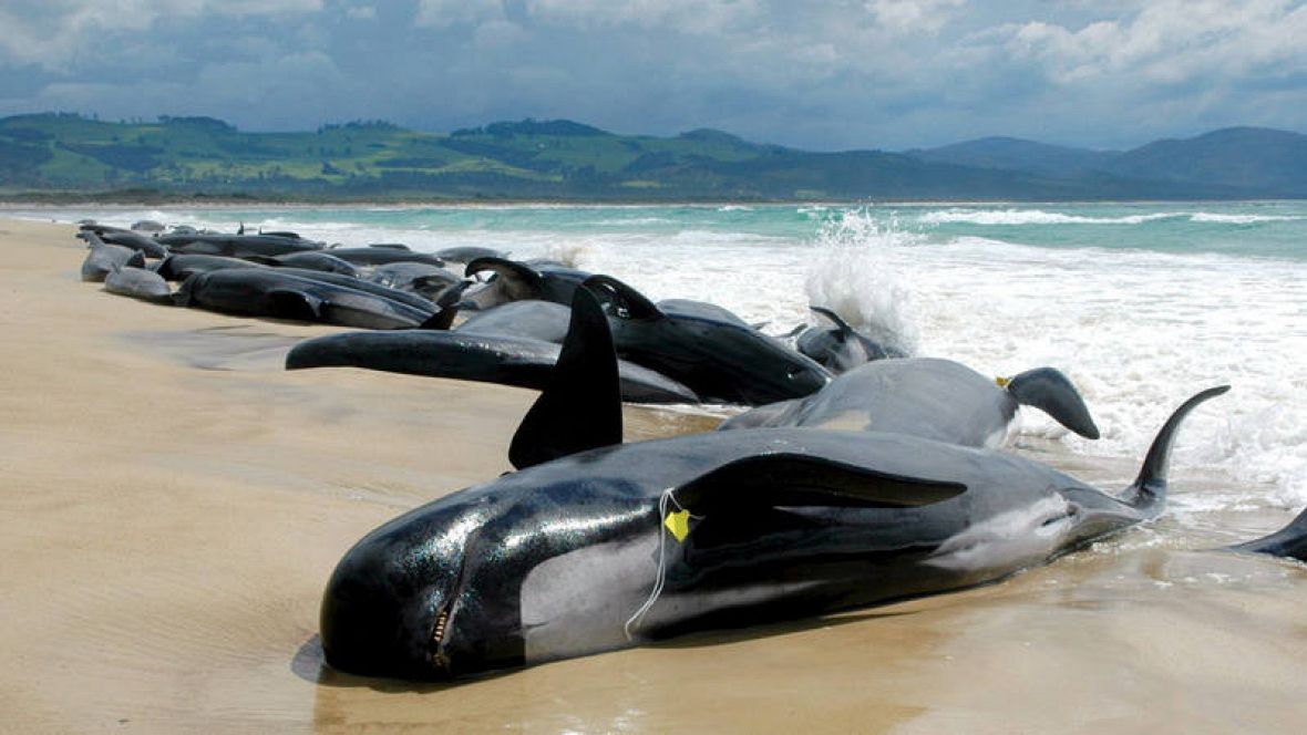 Los embarrancamientos costeros ocurren alrededor del mundo, implicando desde tres a cientos de animales por evento.