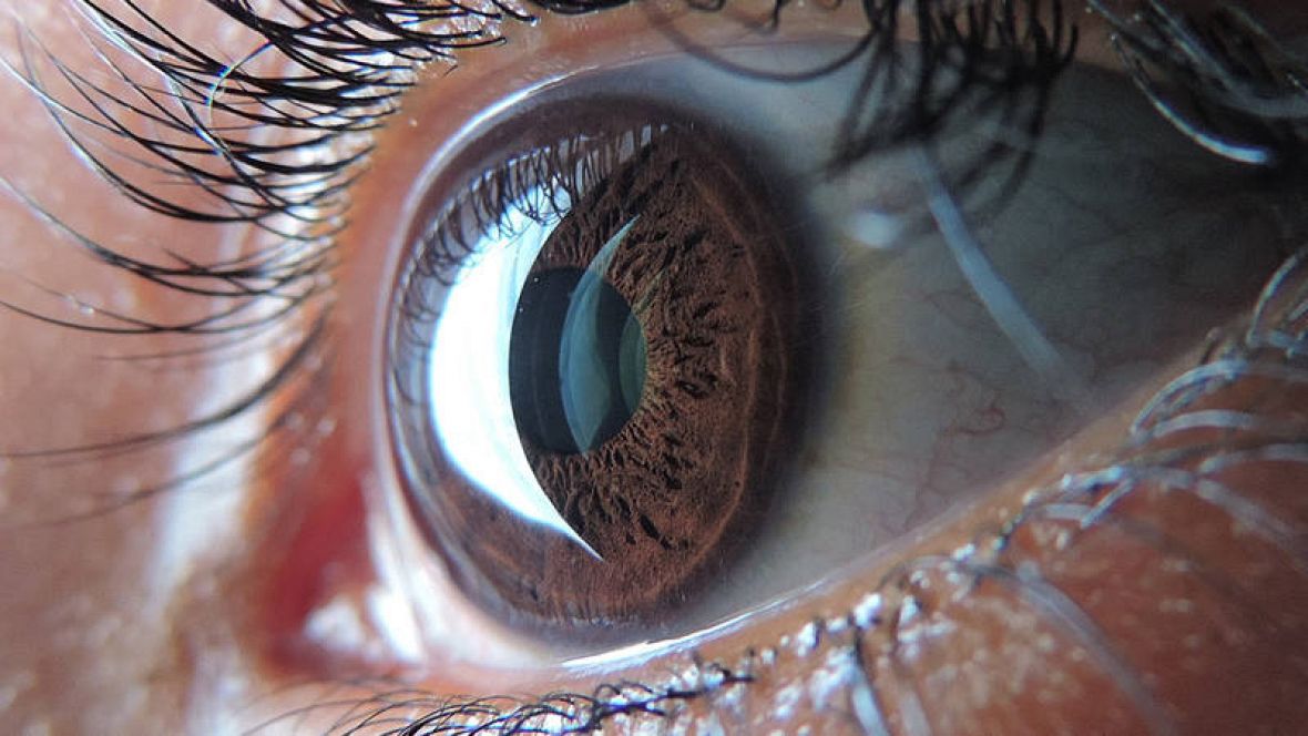 La retina del ojo alberga neuronas sensibles a la luz 