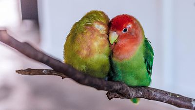 La hora azul - Los p�jaros y el amor, seg�n Shakespeare - 05/10/17 - escuchar ahora