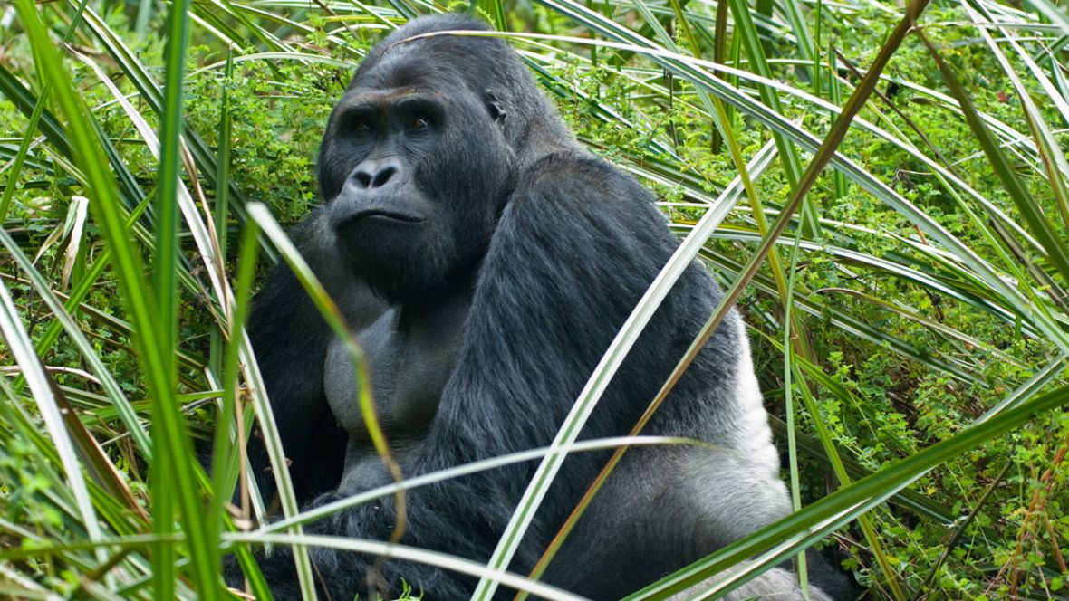 El gorila de Grauer es el primate más grande del mundo y vive sólo en el este de la República Democrática del Congo.