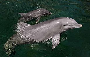 Un delfín de siete días