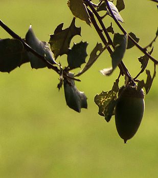 ¿Sabías que...? ¿Sabías que...?