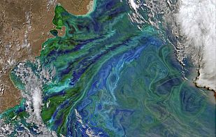 Fitoplancton en aguas argentinas