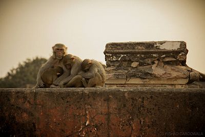 Monos en una azotea