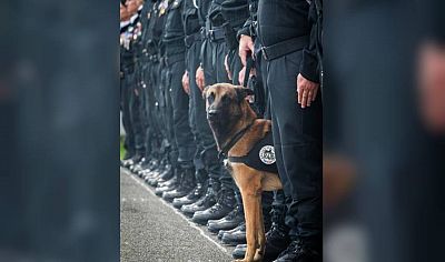 Imagen del Twitter de la Policía Nacional francesa de la perra Diesel.