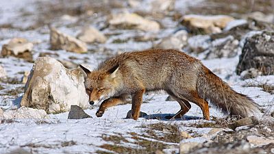 Guadalquivir Guadalquivir