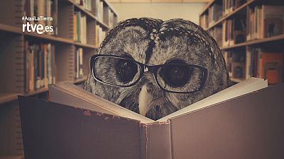 10 cosas que (posiblemente) no sabías sobre los animales 10 cosas que (posiblemente) no sabías sobre los animales