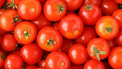 ¿Por qué el tomate ya no sabe a tomate?