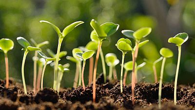 Cultiva tu propio huerto Cultiva tu propio huerto