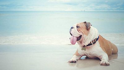 Playa para perros