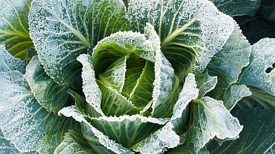 Cuidados para los cultivos de hoja en otoño Cuidados para los cultivos de hoja en otoño