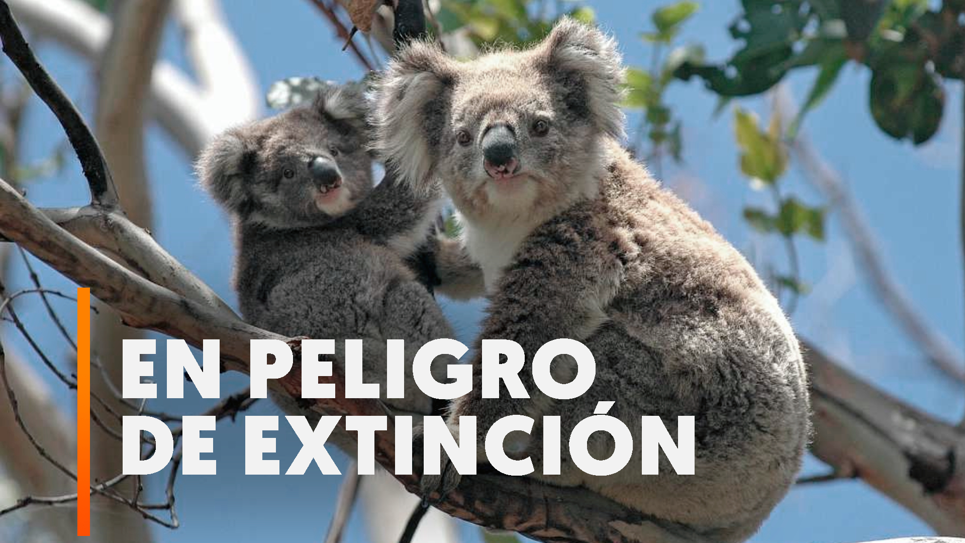 Ir al Video&nbsp;Australia declara a los koalas en peligro de extinci&oacute;n