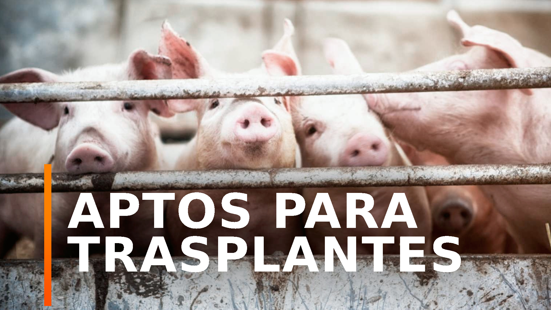 Ir al Video Científicos alemanes crían cerdos modificados genéticamente como donantes de órganos