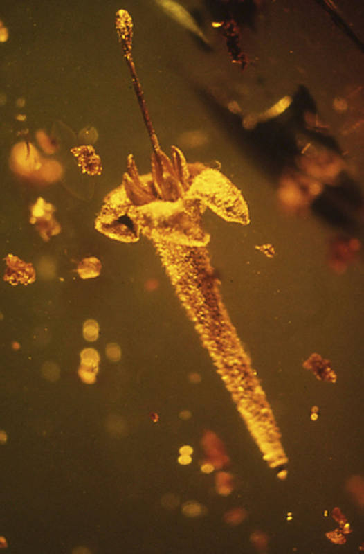 Los científicos han hallado dos ejemplares de la flor, de apenas 10 milímetros y forma tubular.