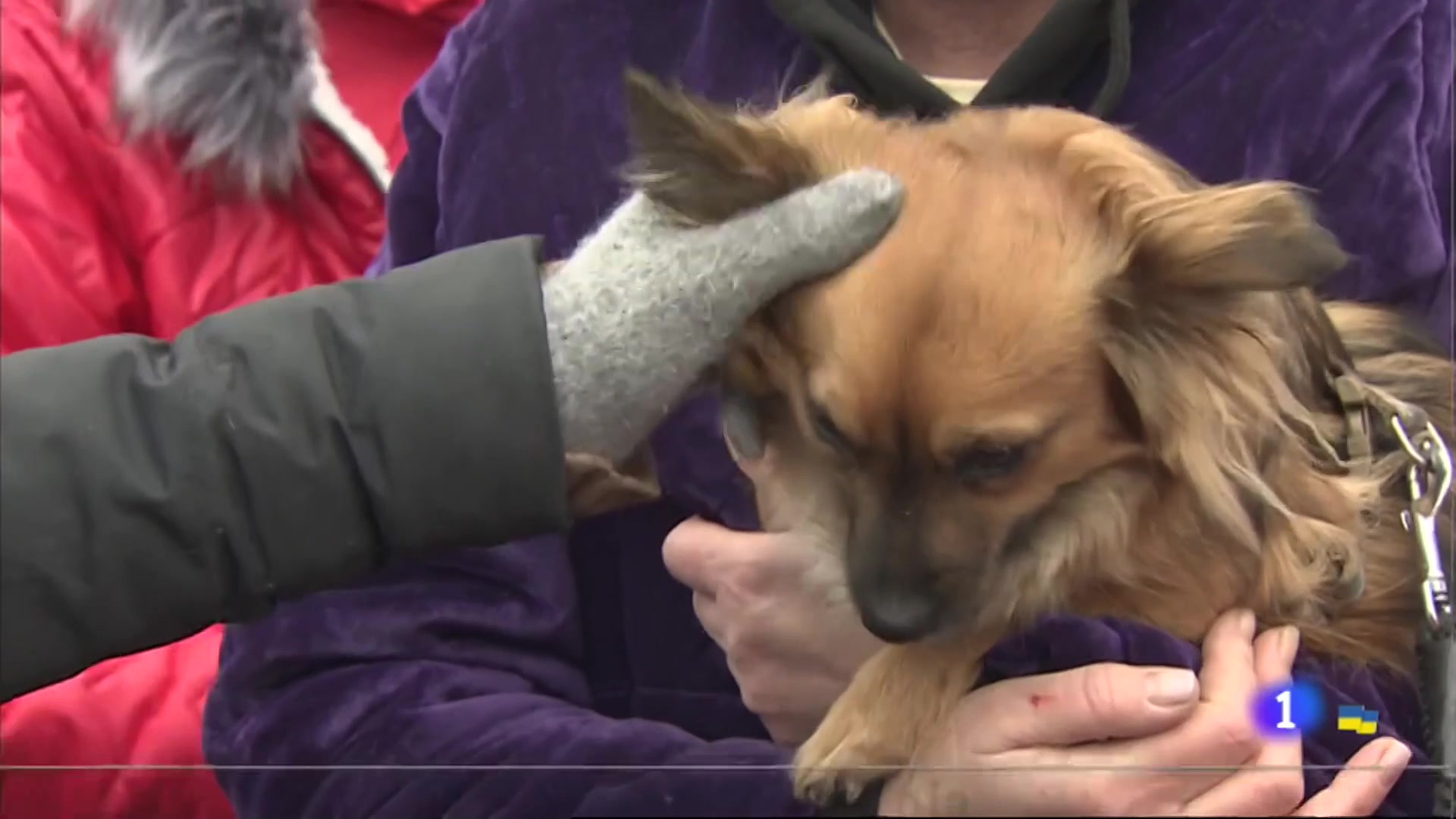 Ir al Video Los colegios extremeños de veterinarios lanzan un protocolo ante la llegada de mascotas de Ucrania