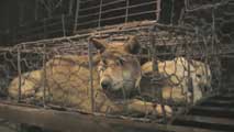 Ir al Video Desarticulada en China una red acusada de comercializar ilegalmente con animales