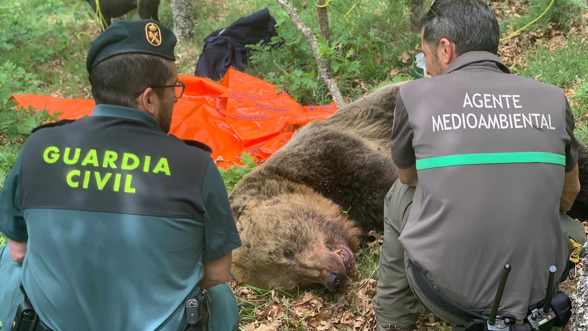 Efectivos de la Junta de Castilla y León localizan el cadáver del oso pardo despeñado.