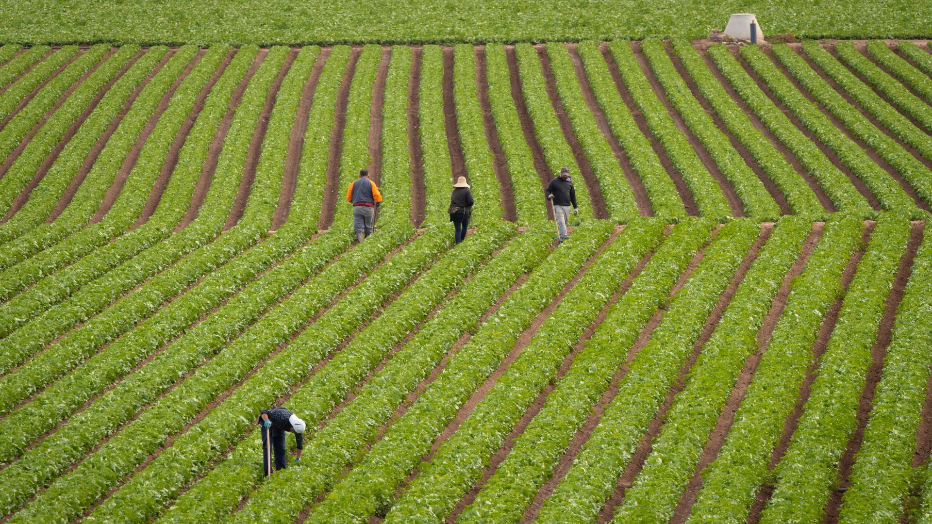 Ir al Video El Gobierno aprueba un plan estratégico agroalimentario de más de 1.000 millones de euros