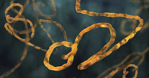 Ilustración del virus del Ébola. Ilustración del virus del Ébola.