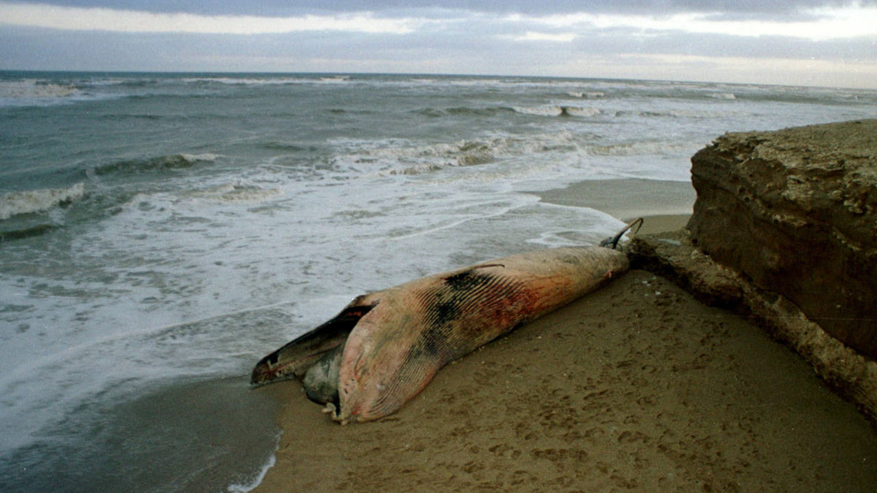 Científicos señalan a las algas tóxicas como las causantes de la misteriosa muerte de ballenas en Argentina - RTVE.es