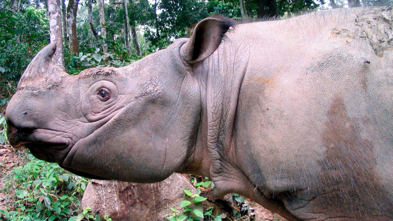 Imagen de un rinoceronte de Sumatra (Dicerorhinus sumatrensis).