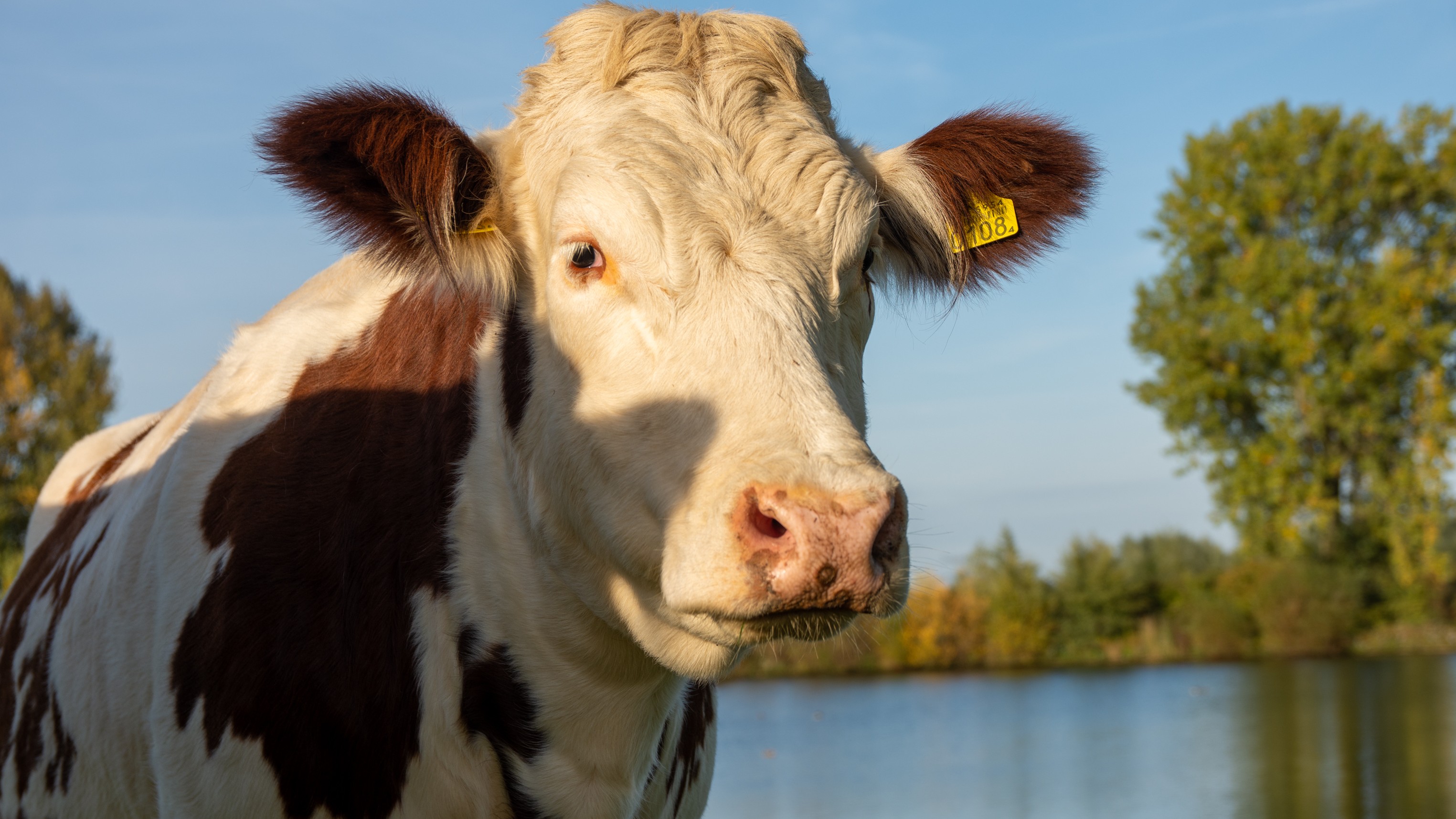 Ir al Video Misión: salvar a Lola, una vaca atrapada junto a un río en Pontevedra