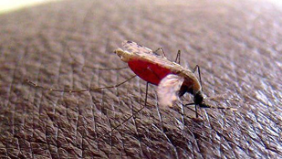 Un mosquito de la especie Anopheles gambiae, responsable de transmitir los parásitos causantes de la malaria.