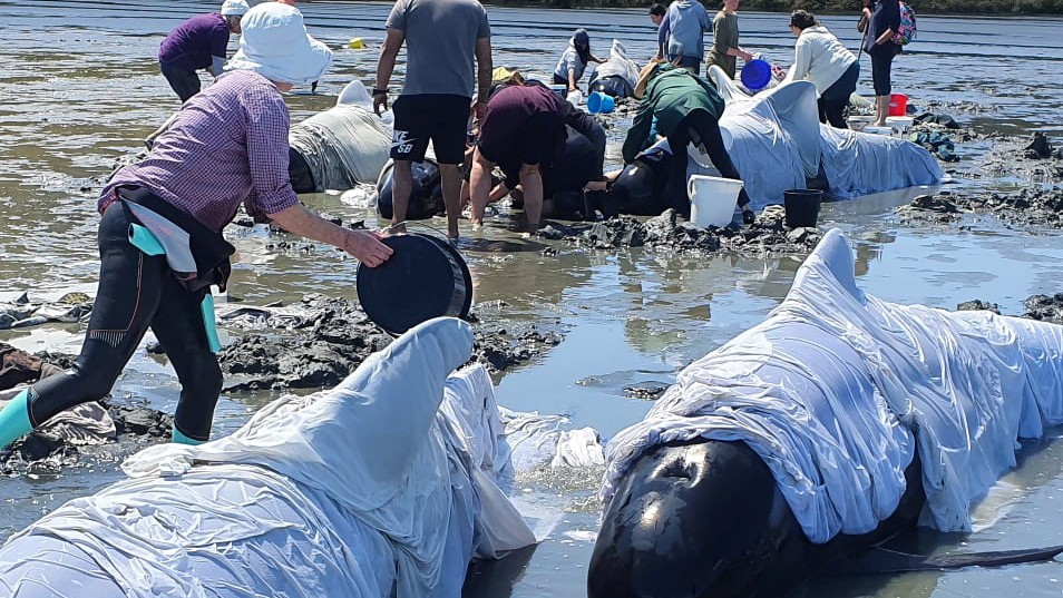 Mueren 19 Ballenas Piloto Tras Quedar Varadas En El Norte De Nueva Zelanda