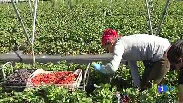Ir al Video Las mujeres lideran el empleo en Huelva por la campaña de recogida de la fresa
