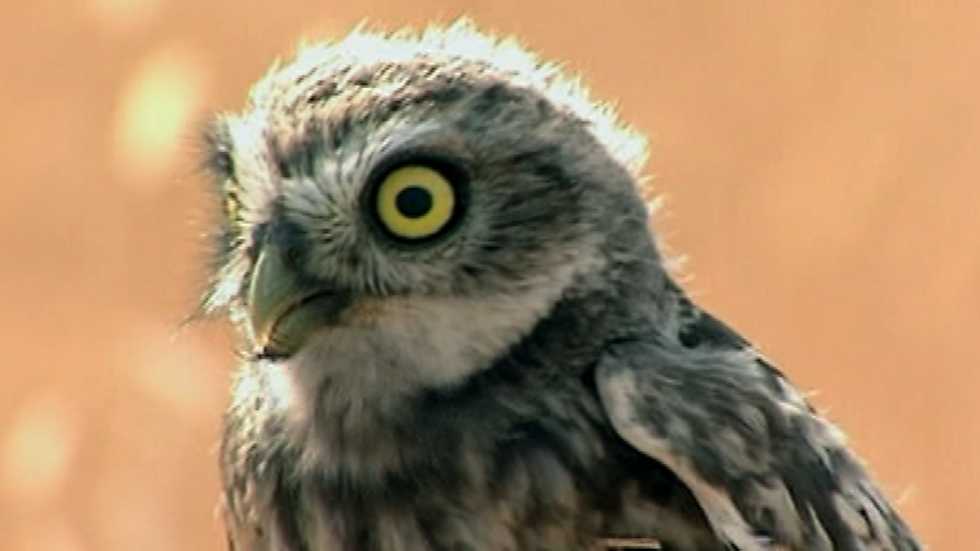 Ojos salvajes - Vida en el bosque mediterráneo, Ojos salvajes - RTVE.es A la Carta