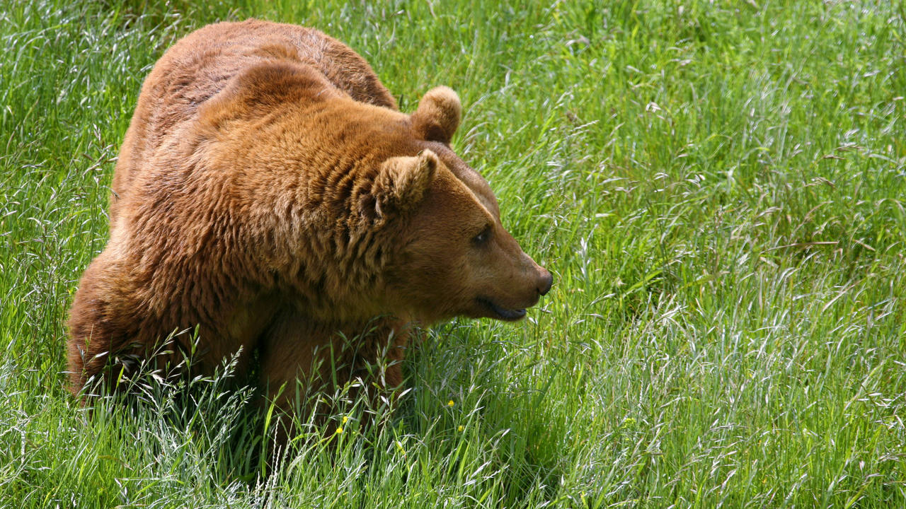 Oso pardo