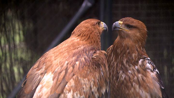 Pareja de águilas imperiales rehabilitada por voluntarios de GREFA