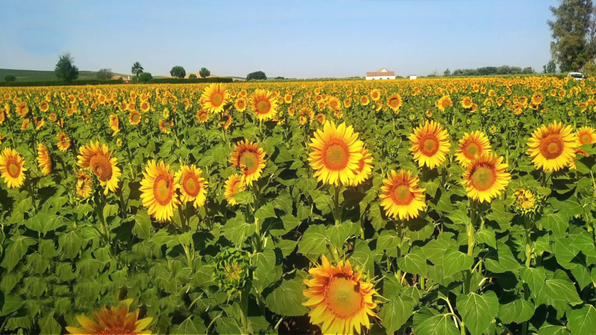 Ir al Video&nbsp;Probables tormentas fuertes en el norte de Castilla y Le&oacute;n. Temperaturas altas en la mitad sur y nordeste