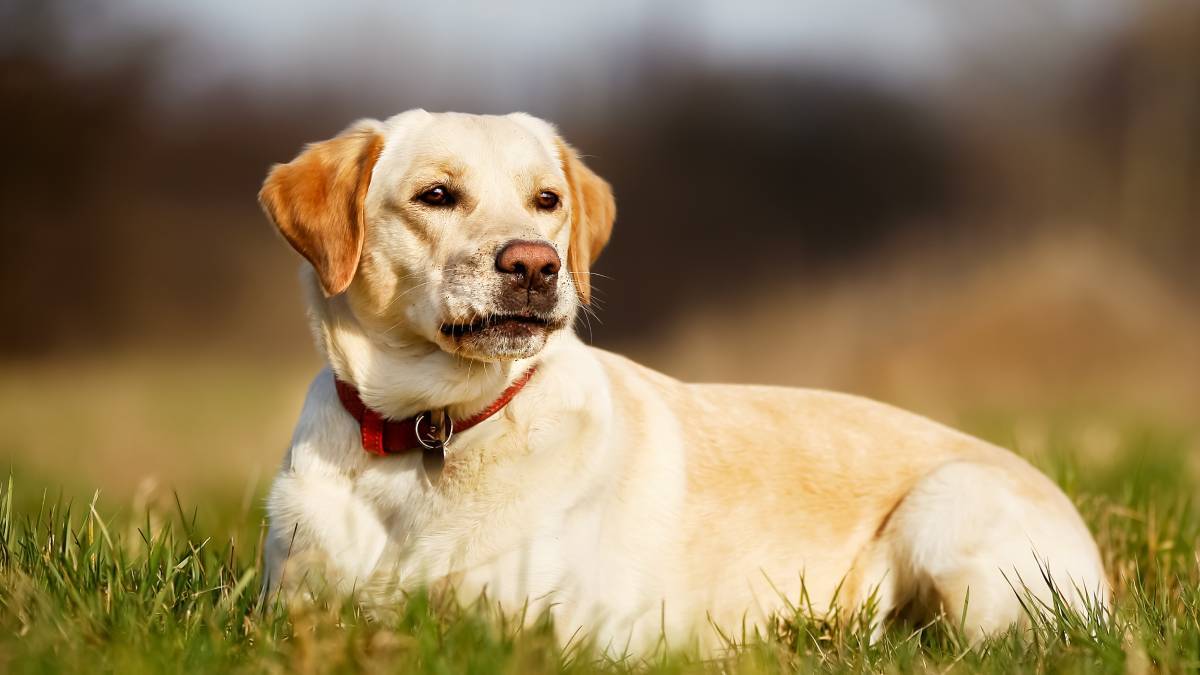 La raza de los perros no determina su comportamiento según un estudio