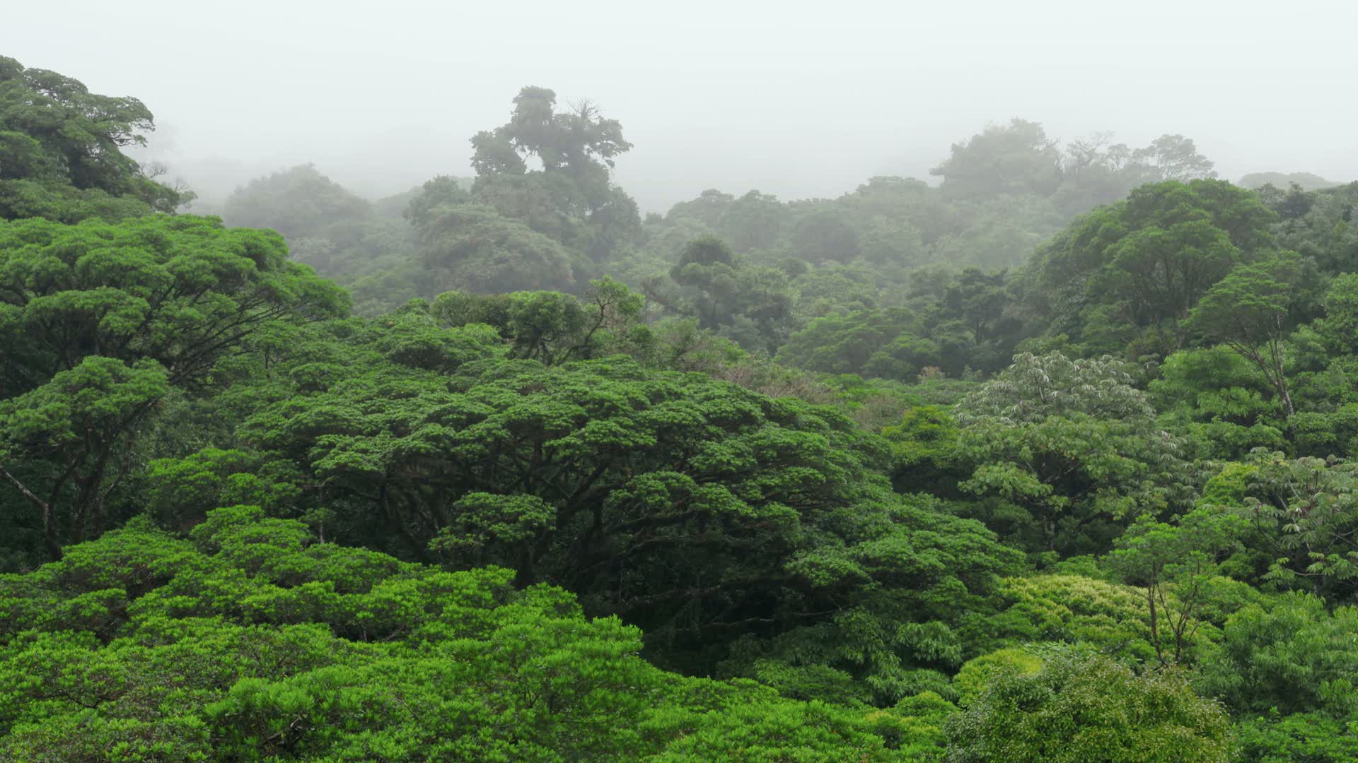 La Selva Tropical Nubosa En Planeta Selva Rtvees