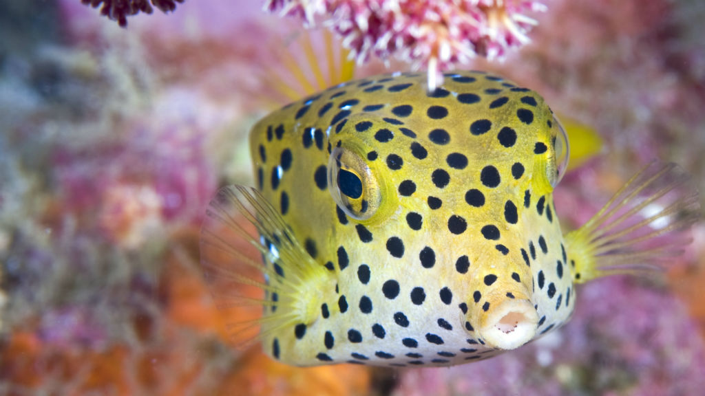 Cuáles son los peces más raros RTVE es