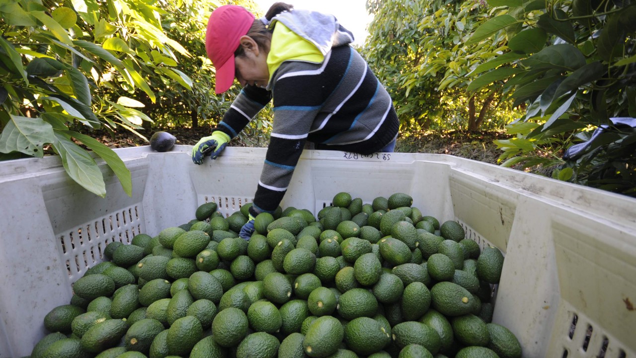 Oro petróleo y aguacates las venas de América Latina siguen