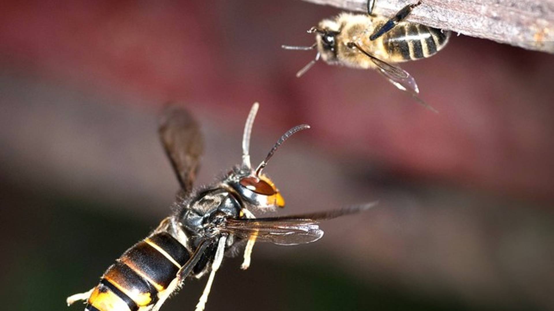 La vespa asiàtica amenaça la supervivència de les abelles