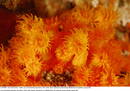 Ir a Fotogaleria  Corales marinos amenazados