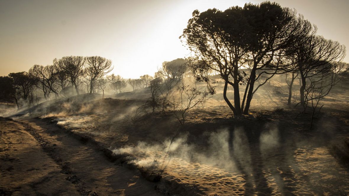Castellano: "El fuego no ha llegado el Parque Nacional de Doñana" Castellano: "El fuego no ha llegado el Parque Nacional de Doñana"
