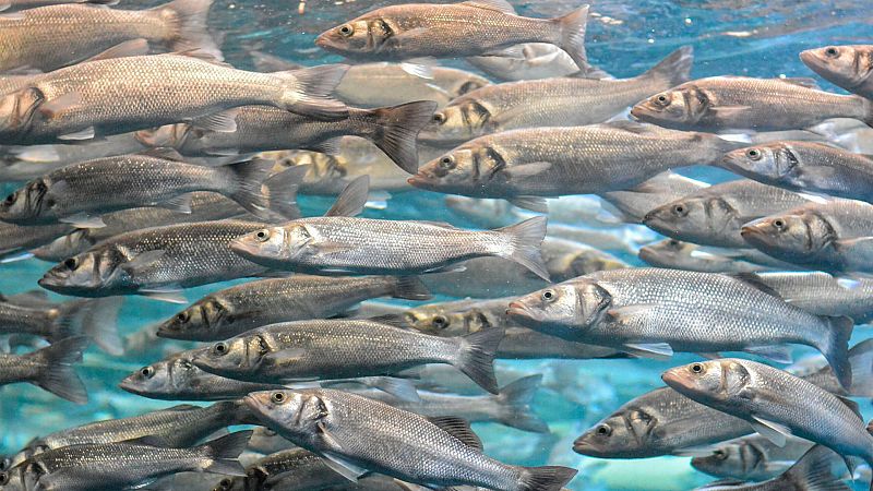 La aventura del conocimiento - Instituto de Acuicultura Torre de la Sal - Escuchar ahora