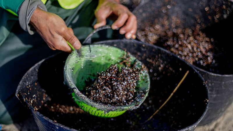 Españoles en la mar - Se aleja la posibilidad de llegada de pellets a Canarias - 15/01/24 - Escuchar ahora