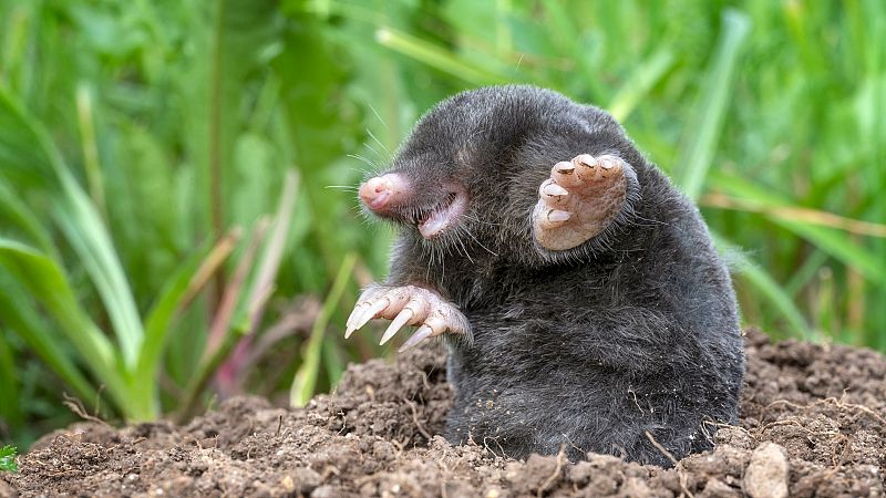 Contando cuentos en Radio 5 - El Rey de las galerías - 16/01/24 - Escuchar ahora