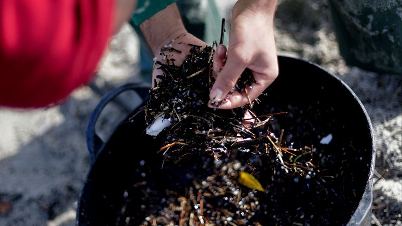 Españoles en la mar - ¿Cómo afectan los pellets a los mamíferos marinos? - 16/01/24 - Escuchar ahora