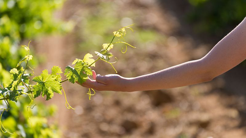 Mundo rural - Primeros datos de la Campaña PAC 2023 - 22/01/24 - Escuchar ahora