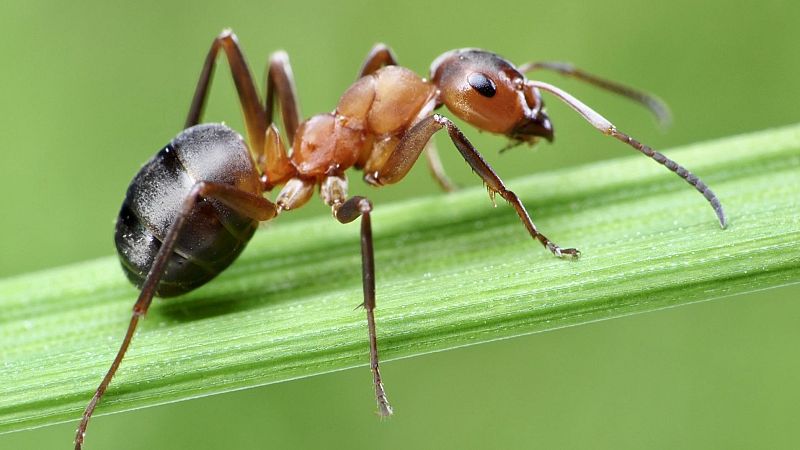 Gente despierta - 1a hora: Hormigas - Palabras andaluzas - Segunda semifinal Benidorm Fest - 02/02/24 - escuchar ahora