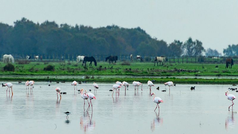 Más cerca - Humedales, un ecosistema en creciente deterioro
