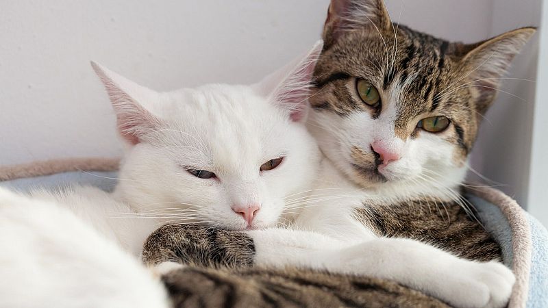 El gallo que no cesa - El vuelo de la alondra: Así se da el amor en los animales - Escuchar ahora